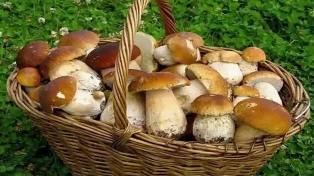 Veshenka Qo'ziqorin Haqida Ma'lumot