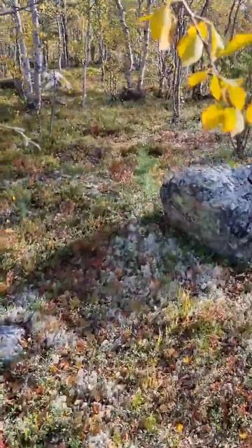 В красивом лесу красивые грибы #грибник #грибы #shrots