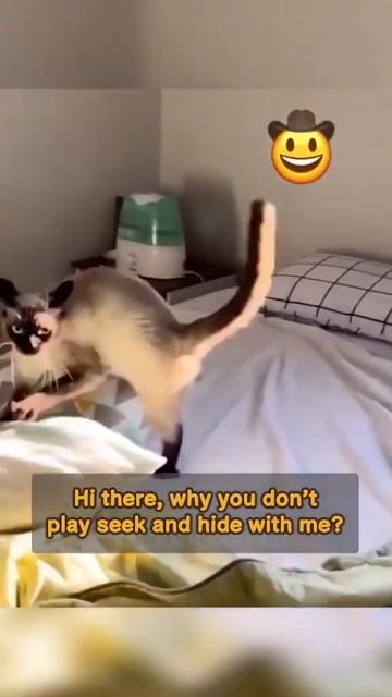 House of Talents! Funniest Animals Shorts 😂 - Best Cats😹 & Dogs🐶 2023!#89 смотреть онлайн