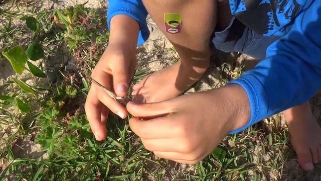 AwA Giant Brown Slantface Grasshopper (Acrida conica) смотреть онлайн