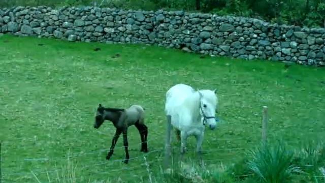 танцующая лошадь смотреть онлайн