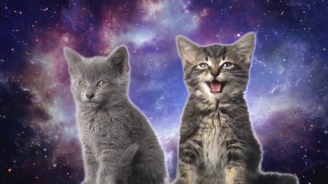 Space Cat-Коты поют-Песня котиков.