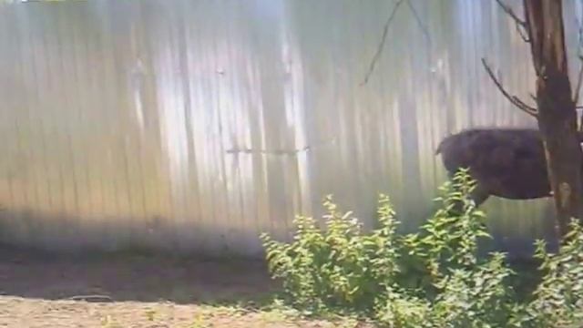 Олени, Люма, Светик...Жара сегодня...все в тень уходят смотреть онлайн