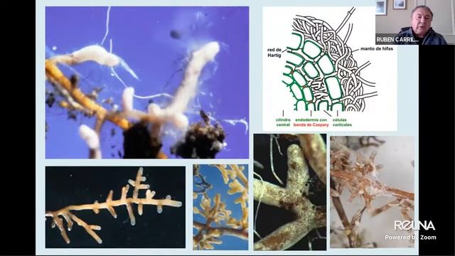 2da. Jornada Conversatorio Virtual FDI Revolución Fungástica смотреть онлайн