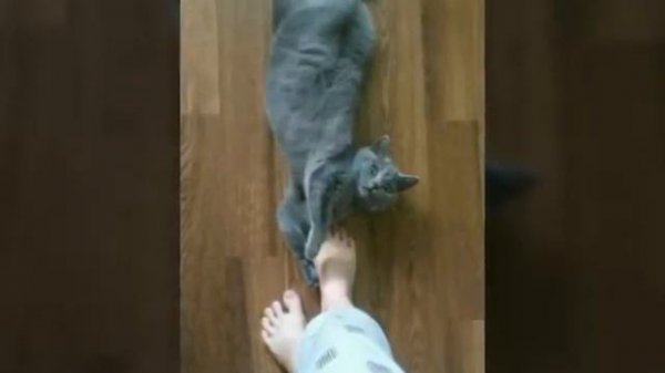 Это просто ми ми ми