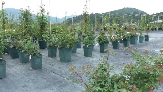 【バラの育て方】葉のトラブルいろいろ смотреть онлайн