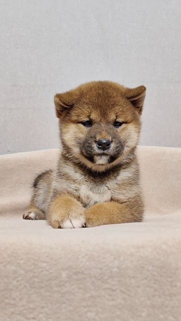 Шиба ину сиба ину.Щенки. Отличная родословная.aikemuno@yandex.ru #щенкисибаину смотреть онлайн