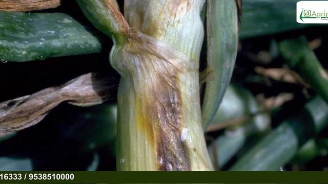 Management of Onion Diseases ( Purple Blotch/Leaf Blight ) ಈರುಳ್ಳಿ ಬೆಳೆಯಲ್ಲಿ ಬರುವಂತಹ ರೋಗಗಳ ನಿರ್ವಹಣೆ смотреть онлайн