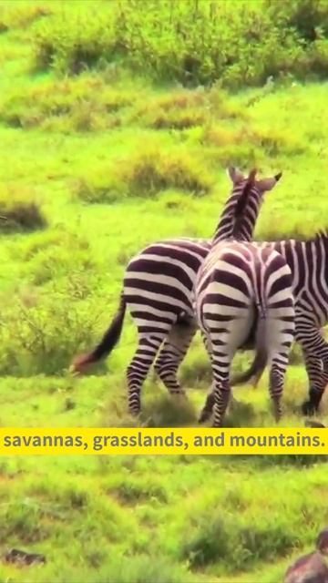 🦄 #shorts #short Zebra Facts #Facts #video #shortsfeed Animals #Viral #Zebra@YT_Nature смотреть онлайн