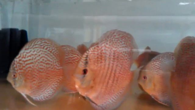 Super Eruption and Super Leopard Discus from Not Just Fish смотреть онлайн