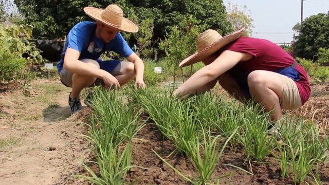 Picking ingredients For Our Private Thai Cooking Class. смотреть онлайн