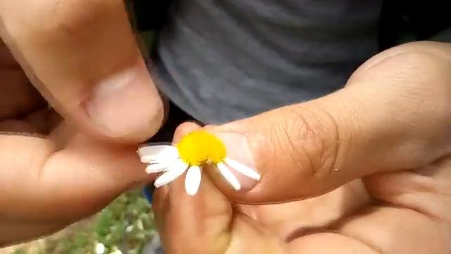 Опытный гадальщик! смотреть онлайн