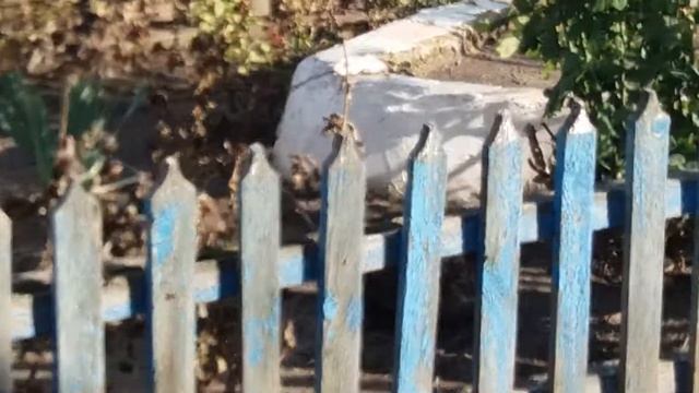 Мышиная охота смотреть онлайн