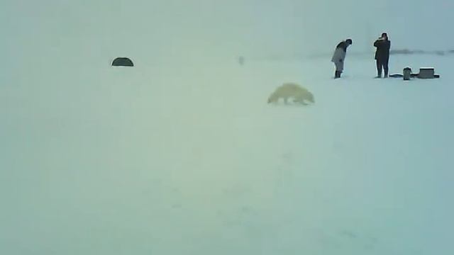 Песец не боится 2. смотреть онлайн