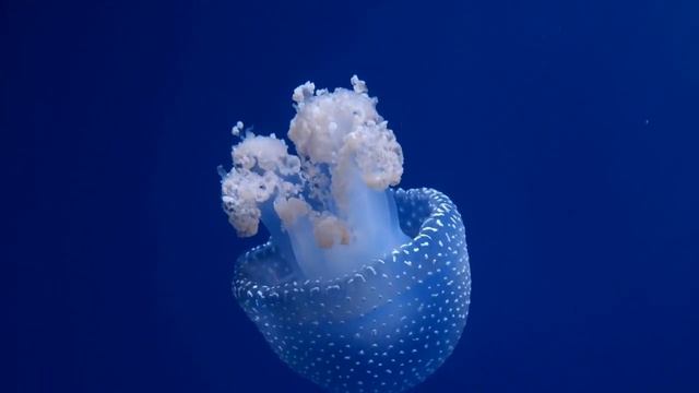 So, What Do Jellyfish Eat and How Do They Eat It? #subscribe #jelifish смотреть онлайн