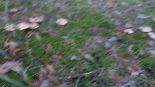 Грибы рядовка смотреть онлайн