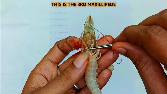 Dissection And Mounting Of Prawn Appendages | Dr Science смотреть онлайн