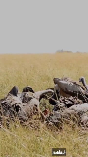 Hungry Vultures & Marabou Storks from Masai Mara National Reserve, Kenya 🇰🇪 смотреть онлайн