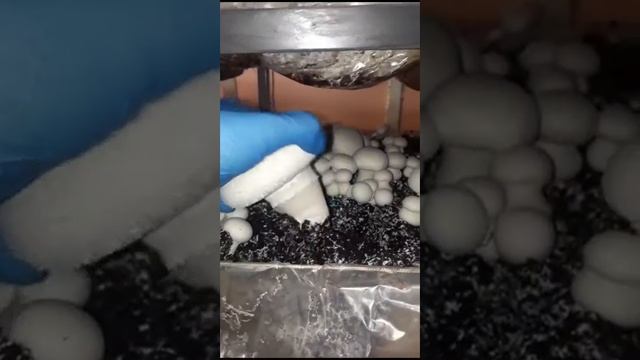 Выращивание шампиньонов в домашних условиях.
