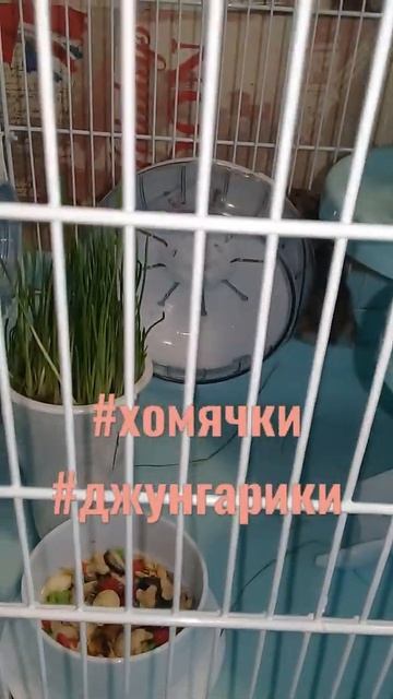 У ХОМЯКОВ НОВАЯ КЛЕТКА...ДЖУНГАРИКИ🐹🐹🐹 смотреть онлайн