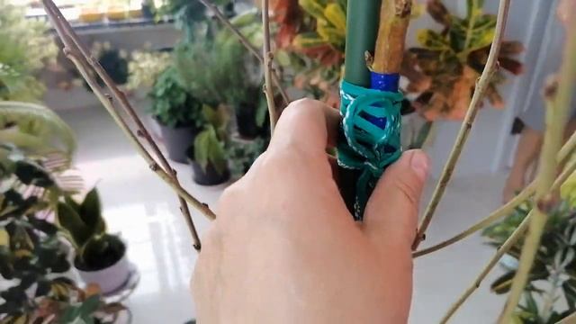 Распаковка посылки из Опт Хоз. Деревья с открытой корневой системой. Донской персик. смотреть онлайн