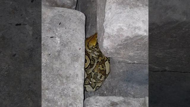 Snakes take care of the Buddha😍#Help Subcribe🙏😍#cuteshorts смотреть онлайн