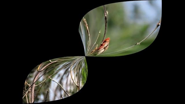 Чеканы луговые и чечевицы в просторах Кемерово смотреть онлайн