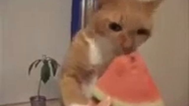 Кот ест арбуз 1 часть 14 смотреть онлайн