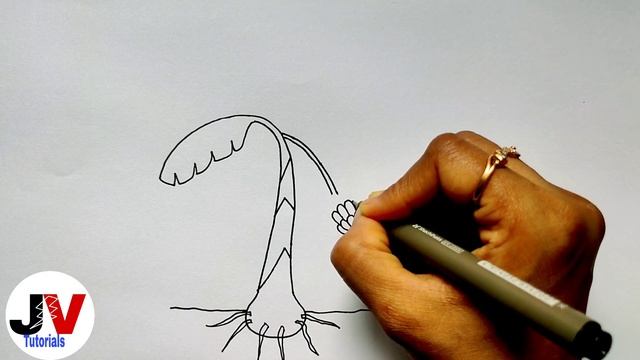 banana tree drawing|how to draw a banana tree|banana tree diagram step by step смотреть онлайн