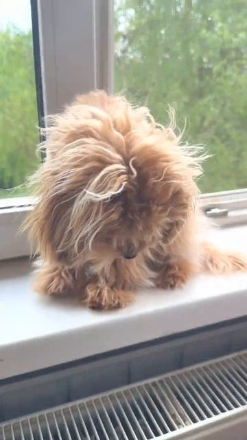 МАЛЕНЬКАЯ МИЛАЯ СОБАКА | МАСИК СМОТРИТ В ОКНО смотреть онлайн