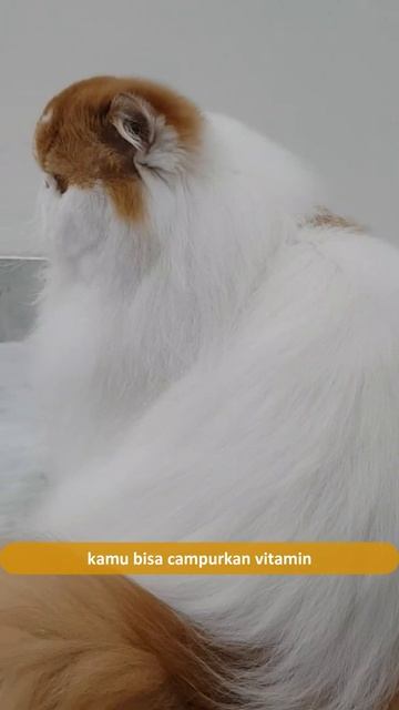 #PromoVitamin Cara Gemukin Kucing Kamu #shorts смотреть онлайн