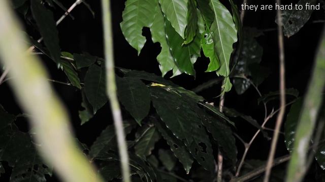 A montage of Anoles at night from El Yunque, Puerto Rico смотреть онлайн
