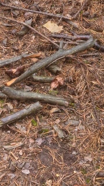 Грибы в Чехии, ноябрь 2022