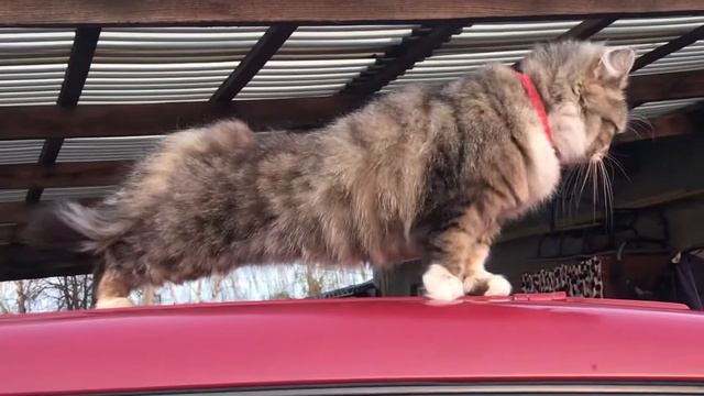 Гарненький милий котик😻 смотреть онлайн