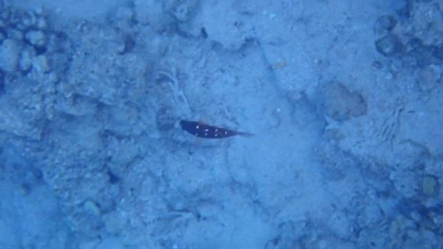 Bodianus diana смотреть онлайн