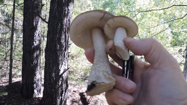 Красивые грибочки