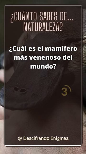 ¡El Misterioso Asesino con Pico de Pato! 🦆 ¿Puedes adivinar el mamífero más venenoso del mundo? смотреть онлайн