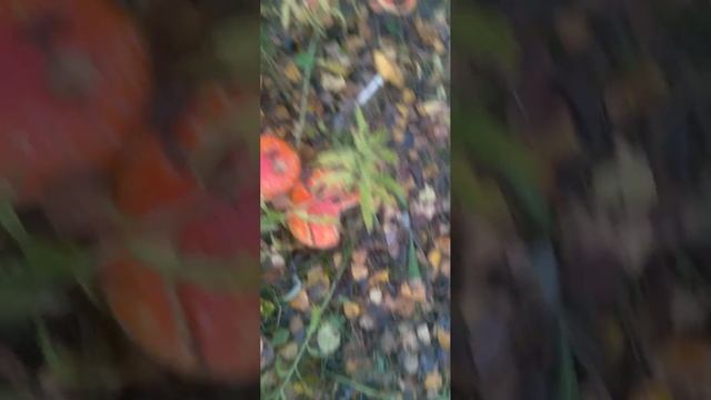 Много мухоморов!