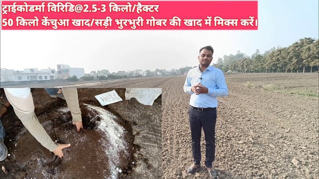 लहसून फसल में भूमि उपचार- जड़ गलन का प्रभावी इलाज! Trichoderma Se Jameen Upcharit Kese kre? смотреть онлайн