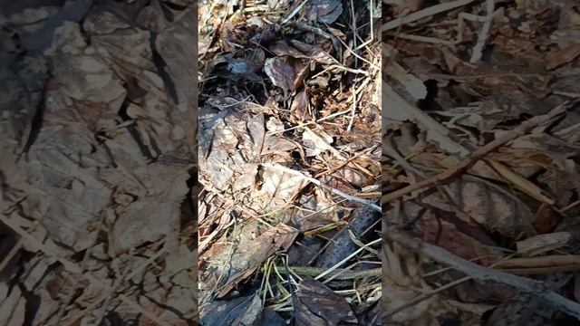 Саркосцифа в березні 2024 #shorts #гриби #українською