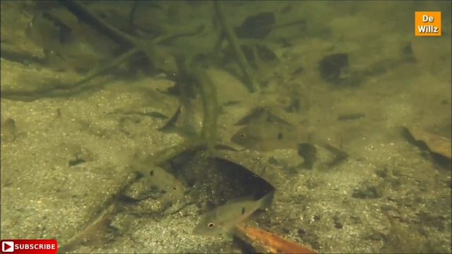 GEOPHAGUS STEINDACHNERI IN HABITAT