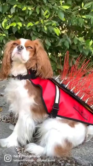 Small Dogs Cavalier King Charles in Coyote Vests смотреть онлайн