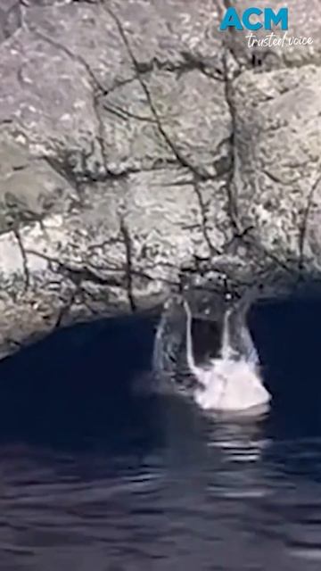 #shorts Playful otter destroys a zoo visitor’s phone смотреть онлайн