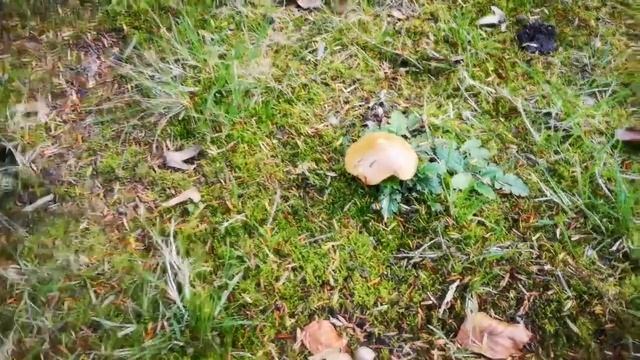 Наши маленькие радости 2 смотреть онлайн