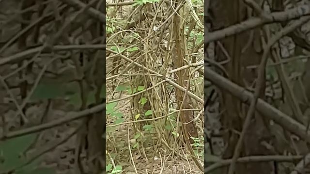 лов на трюфели