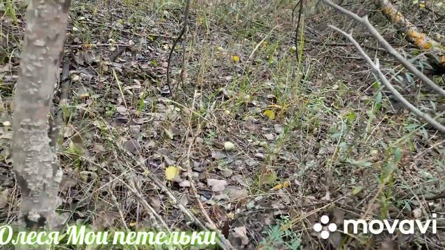 Грибная прогулка