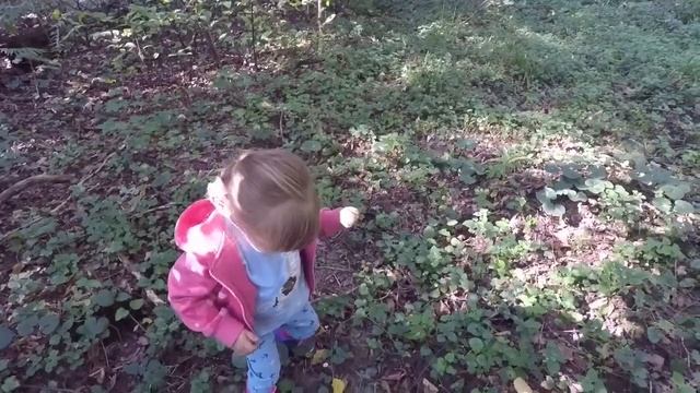 Збираємо гриби.Собираем грибы. Collect mushrooms смотреть онлайн