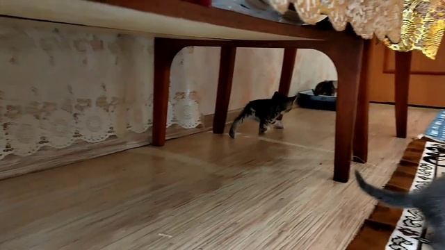 Катюни резвятся🤗 смотреть онлайн