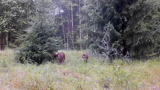 Кабаны, синичка и косули. смотреть онлайн