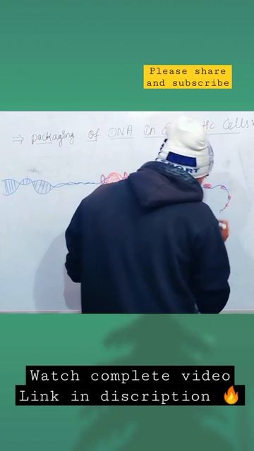 Packaging of DNA in Eukaryotic cell #biology #nucleicacids #dnanucleic acid
nucleosome model смотреть онлайн